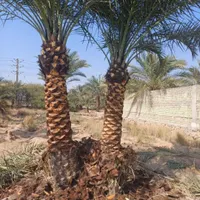 ارسال  نخل تنه دار از نخلستان|خدمات باغبانی و درختکاری|محلات, |دیوار
