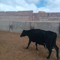 گوساله وگاو|حیوانات مزرعه|زاهدان, |دیوار