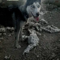 هاسگی ماده|سگ|رضویه, |دیوار