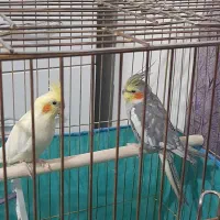 یه جفت عروس هلندی