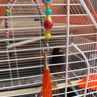 مینا|پرنده|مشهد, سیسآباد|دیوار