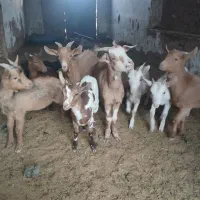 بز سانن بزمورسیاه بز محلش شیریبزغالع الپاین