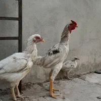 فروش یک جفت مرغ و خروس لاری|پرنده|قم, کلهری|دیوار