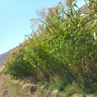 جارو|جاروبرقی، جارو شارژی، بخارشو|فریمان, |دیوار