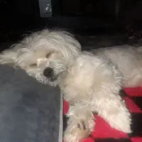 حیوان خانگی|سگ|سقز, |دیوار