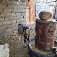 یک راس کره نر یک ساله از نژاد الپاین اصلی|حیوانات مزرعه|دهج, |دیوار