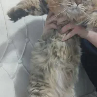 گربه،واگذاری گربه،|گربه|کرمانشاه, |دیوار