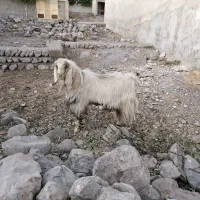 یک راس نر بز دو رگه جوان حدودا۱۸ ماهه زرنگ وبزرگ|حیوانات مزرعه|گچی, |دیوار