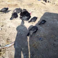 بغل عمو فروشی