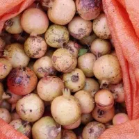 فروش انار ترش