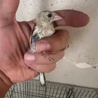فزوش ۲ عدد جوجه سره نر سمیرومی و‌یک عدد نر مست|پرنده|تهران, سهروردی|دیوار