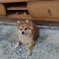 سگ گم شده|حیوانات|گرگان, |دیوار