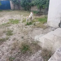 اسکان برای عزیزان جنگ زده