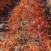 نهال های با کیفیت و اصلاح شده|خدمات باغبانی و درختکاری|همدان, |دیوار