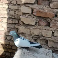 دوکت سفید|حراج|فسا, |دیوار