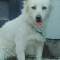 سگ پامرین گم شده|حیوانات|تربت‌حیدریه, طالقانی|دیوار