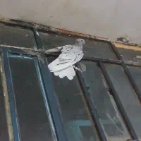 کبوتر سرور دم سفید نر