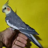 عروس هلندی فول دستی سخنگو