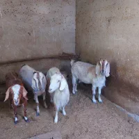 فروش فوری بز دو رگ پاکستانی پول نیازم|حیوانات مزرعه|سمنان, |دیوار