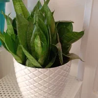 گل سنسوریا پا کوتاه|گل و گیاه طبیعی|شیراز, رکنآباد|دیوار