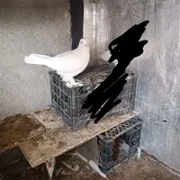 کفتر|پرنده|مرودشت, ثبت احوال|دیوار