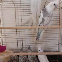 دو جفت عروس هلندی مولد