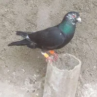 سلام  چهار تا کفتر صید  نر قلدور هست