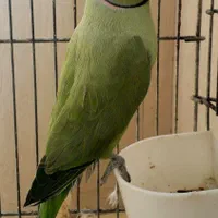 طوطی ملنگو|پرنده|اصفهان, صدف|دیوار