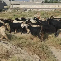 قشلاق اجاره