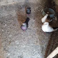کبوتر