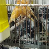 ۲۶ ..عدد ..قناری|پرنده|بروجرد, |دیوار