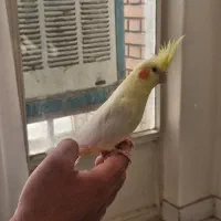 عروس هلندی لوتینو مولد جفت و تخم داره ۵تخم قفس