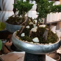 گلهای طبیعی|گل و گیاه طبیعی|قزوین, |دیوار