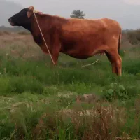 سه راس گاو ابستن شیری