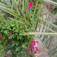 خانه-فروشی-در-صغاده