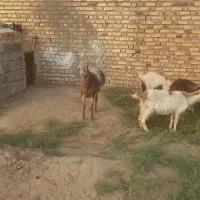 سلام .چن راس مال تخمی جوان .جفت ۸۰تومن