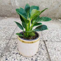 انواع گل و خاک کود گلخانه گلها|گل و گیاه طبیعی|زابل, |دیوار