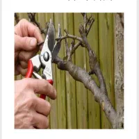 انجام خدمات باغی و زراعی|خدمات باغبانی و درختکاری|شازند, |دیوار