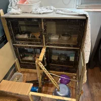 موش سراشپز|موش و خرگوش|رشت, بلوار گیلان|دیوار