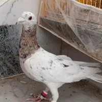 کفتر کله هما هفرنگ گمشده