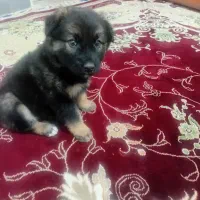 توله سگه باهوش