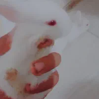 فاضل آباد گلستان 11 کوچه شهید فروغی|موش و خرگوش|فولادشهر, مسکن مهر فولادشهر|دیوار