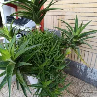 گل شاخ بزی