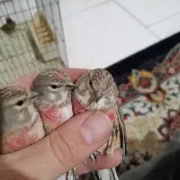 سهره سینه سرخ