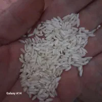 یک تن برنج علی کاظمی درجه یک و۲۵۰کیلو راتون|عمدهفروشی|رودبنه, |دیوار