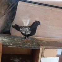 سینه ای|پرنده|مسجد سلیمان, |دیوار