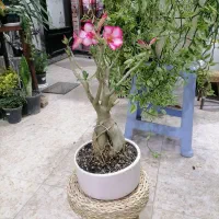 گل آدونیوم|گل و گیاه طبیعی|خسروشاه, |دیوار