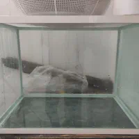 آکواریوم شیشه خم شرکتی قناری به همراه پمپ|ماهی|مشهد, کارمندان دوم|دیوار