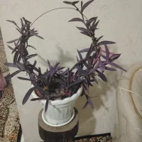 گل برگ بیدی