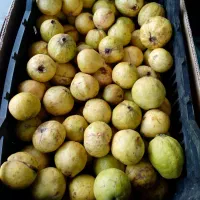 زیتون بندری (جوافه) (گواوا) فروش عمده